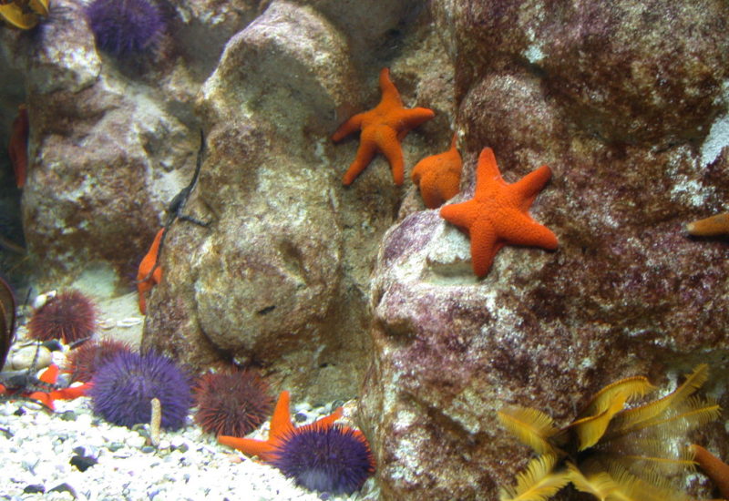 Seesterne im Aquarium